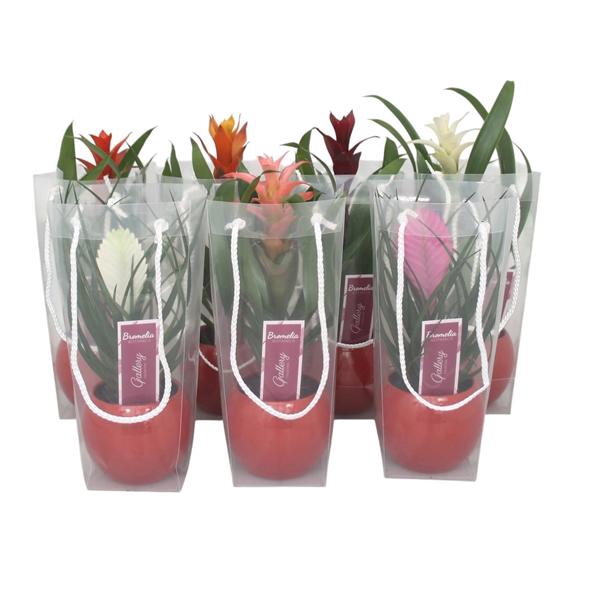 <h4>Bromelia gemengd in rode bolpot in blanco draagtas</h4>