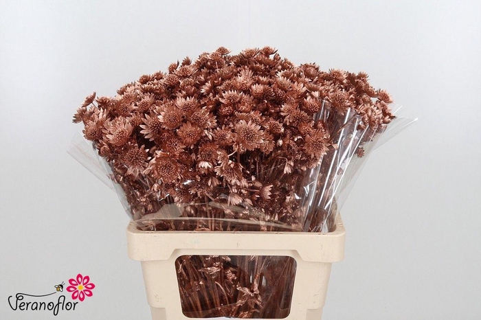 <h4>SNIJBLOEMEN KLB H%</h4>