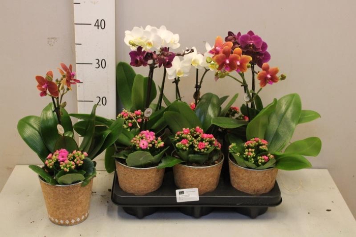 <h4>ARR PHAL 1 TAK</h4>