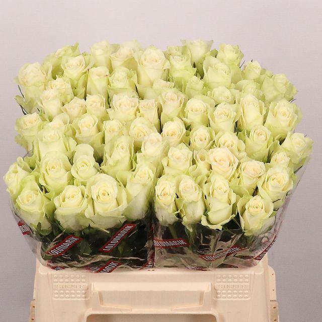 <h4>ROSA GR 'ATHENA'</h4>