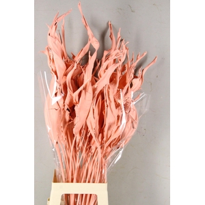 DF Strelitzia Leaf Apricot