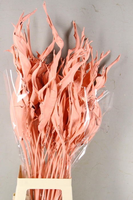 <h4>DF Strelitzia Leaf Apricot</h4>