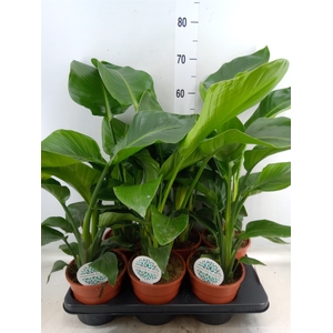 Strelitzia nicolai