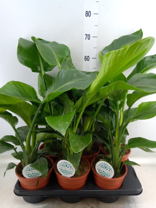 <h4>Strelitzia nicolai</h4>