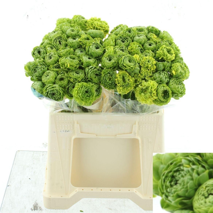 <h4>RAN PON PON FLORA</h4>