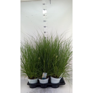 Pennisetum alopec. 'Hameln'