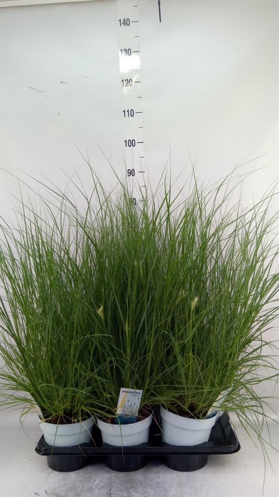 <h4>Pennisetum alopec. 'Hameln'</h4>