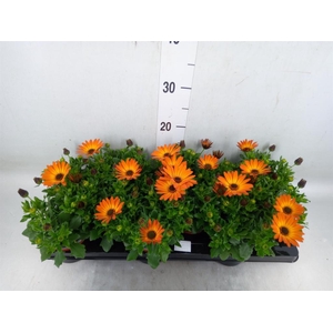 Osteospermum  'Margarita Orang Fla'