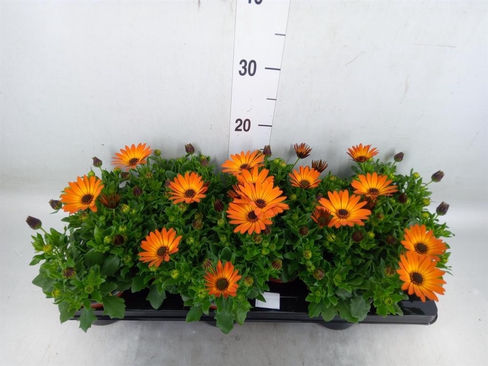 <h4>Osteospermum  'Margarita Orang Fla'</h4>