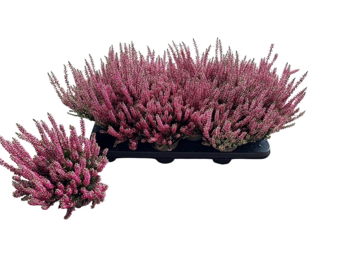 <h4>CALLU BL MIXK</h4>