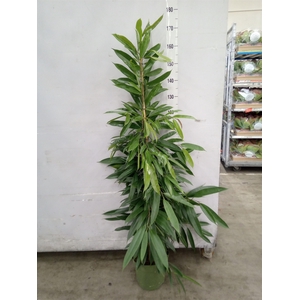 Ficus binn. 'Amstel King'