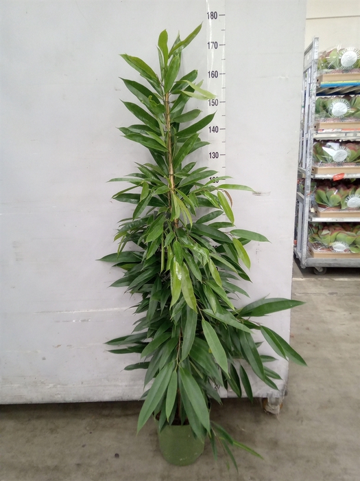 <h4>Ficus binn. 'Amstel King'</h4>