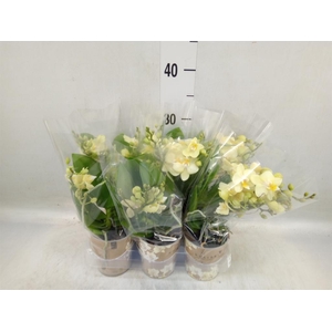 Phalaenopsis multi.   ...yellow