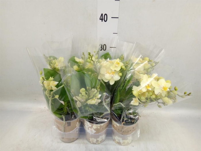<h4>Phalaenopsis multi.   ...yellow</h4>