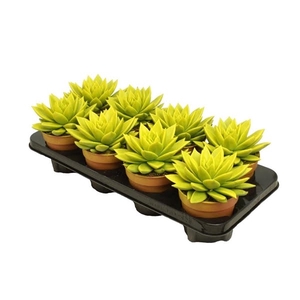 Echeveria coloured yellow