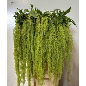 AMAR GREEN SPIDER AMAR CA GREE SPID