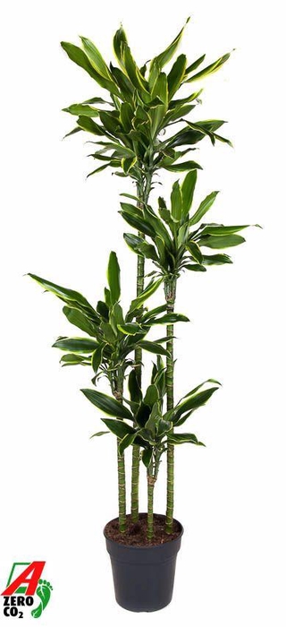 <h4>Dra Fr Golden Coast</h4>