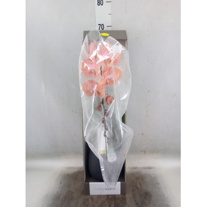 Phalaenopsis   ...orange