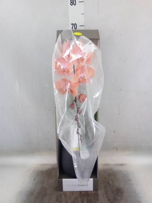 <h4>Phalaenopsis   ...orange</h4>