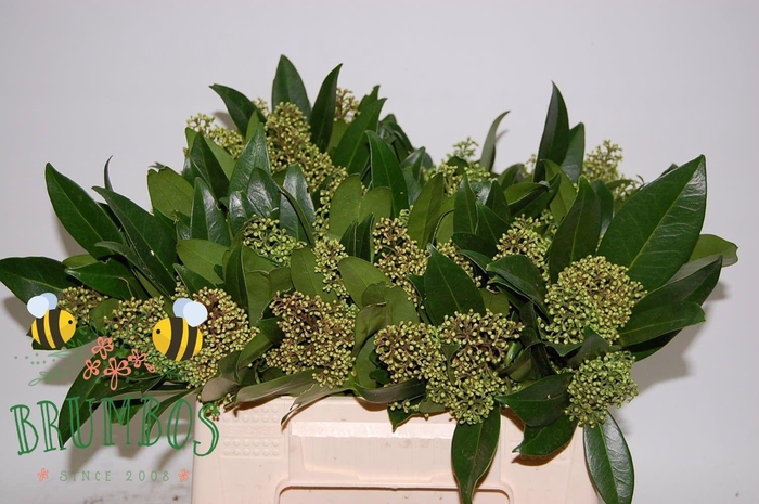 <h4>SKIM C KEW GREEN BS</h4>