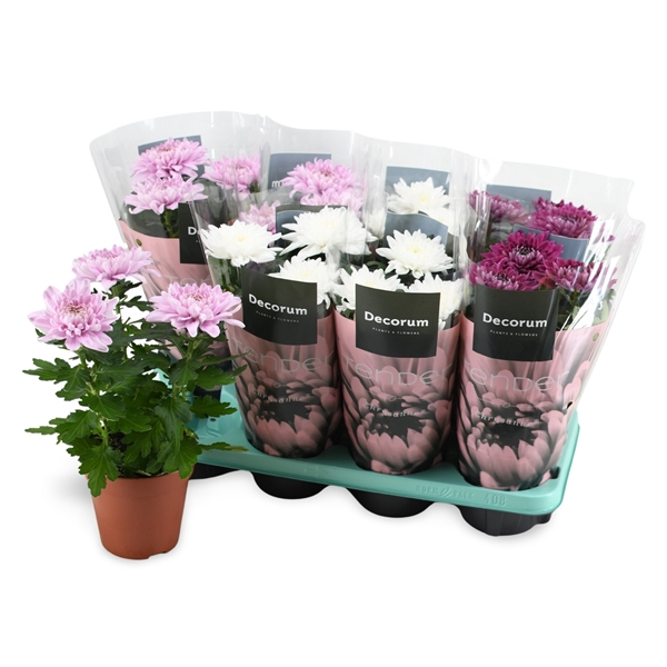 <h4>Decorum Chrysanne® Zembla Pink-Purple-White Mix</h4>