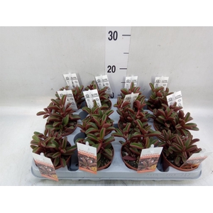 Peperomia graveolens