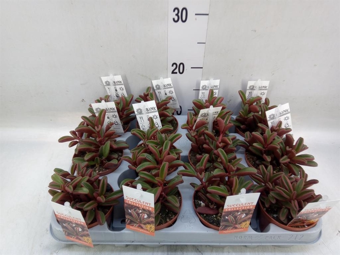 <h4>Peperomia graveolens</h4>