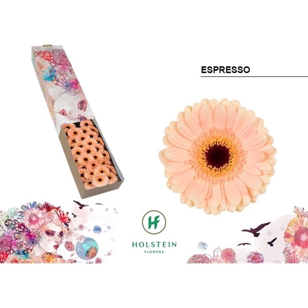 <h4>Ge Mi Espresso Box</h4>