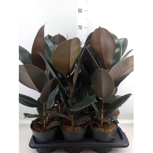Ficus elastica 'Abidjan'