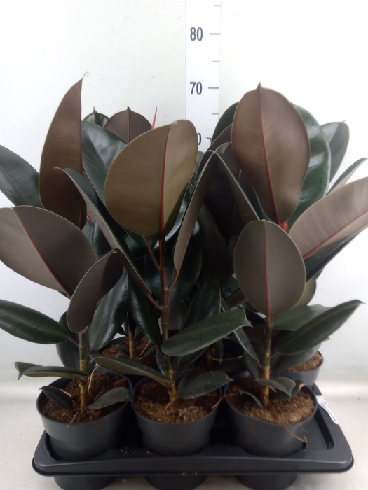 <h4>Ficus elastica 'Abidjan'</h4>