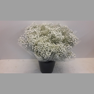 Mono Gyps Xlence x5