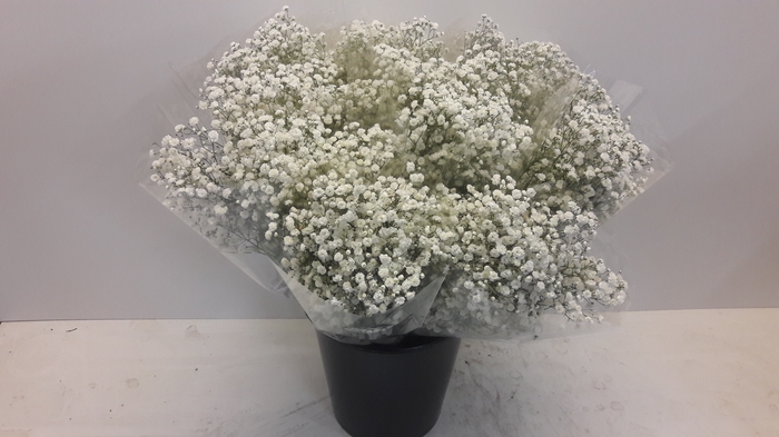 <h4>Mono Gyps Xlence x5</h4>