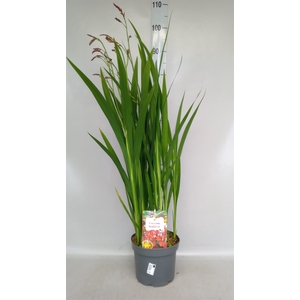 Crocosmia  'Carmine Brilliant'