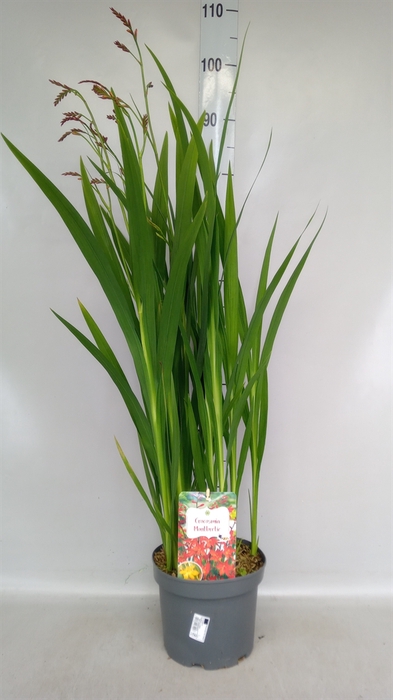 <h4>Crocosmia  'Carmine Brilliant'</h4>