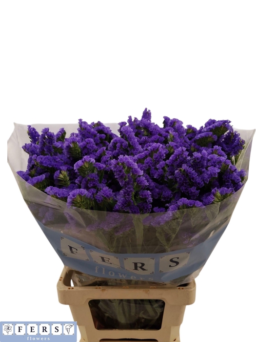 <h4>LIM S PIPPA WINGS</h4>