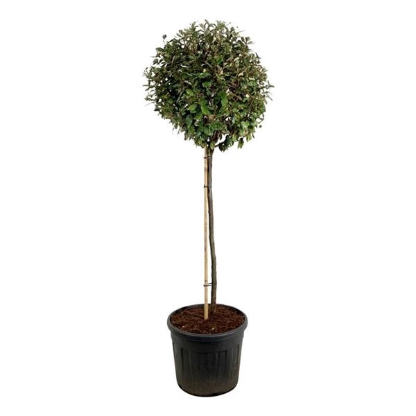 <h4>Elaeagnus ebb. 'Compacta'</h4>