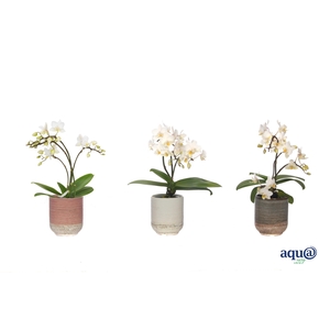 Becca Mix Tiny Dolls Wild Wit 3/4T18+ Aqu@