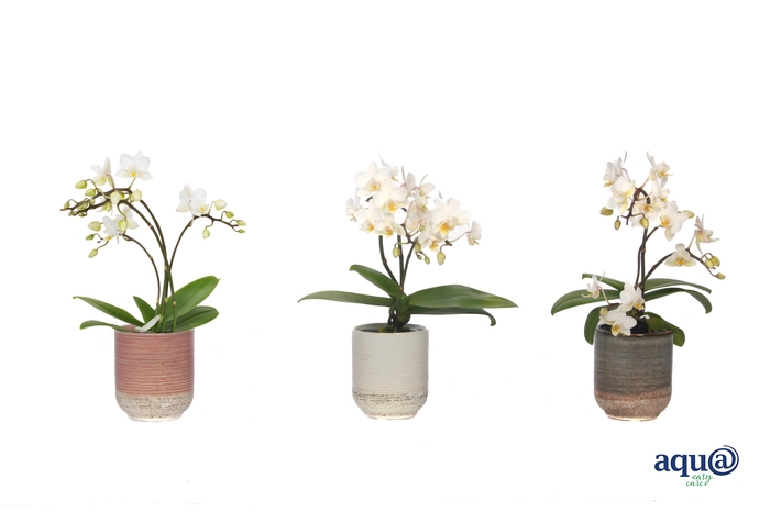 <h4>Becca Mix Tiny Dolls Wild Wit 3/4T18+ Aqu@</h4>