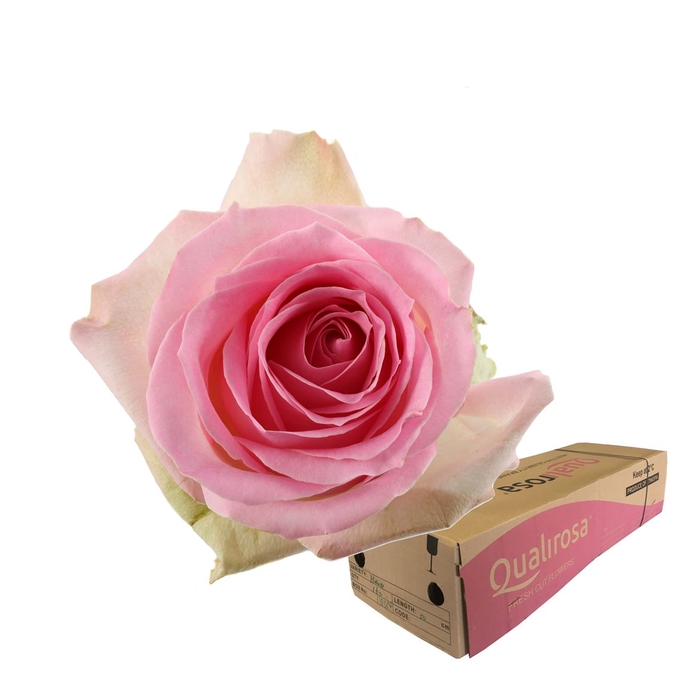 <h4>R Gr Sorbet Avalanche -in box</h4>