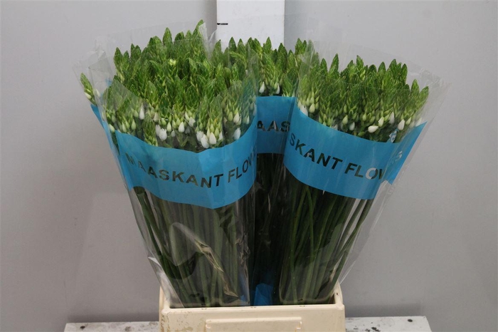 <h4>Ornit Thyrsoides</h4>