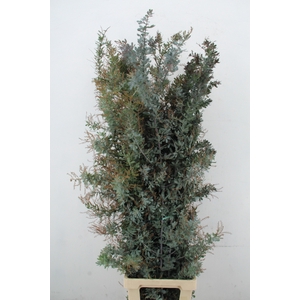 ACACIA MIMOSA BAILEYANA PER STEM