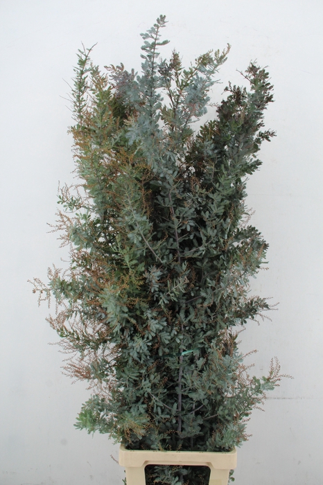 <h4>ACACIA MIMOSA BAILEYANA PER STEM</h4>