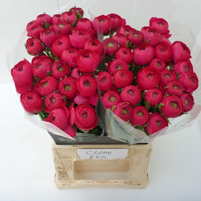 <h4>Ran Cloni Red</h4>