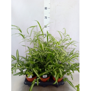 Pteris cretica 'Albolineata'