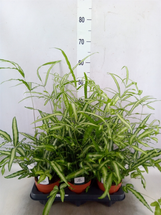 <h4>Pteris cretica 'Albolineata'</h4>