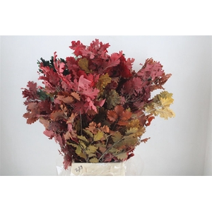 Pres Mini Oak Autumn P Bunch