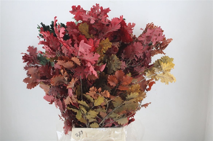 <h4>Pres Mini Oak Autumn P Bunch</h4>