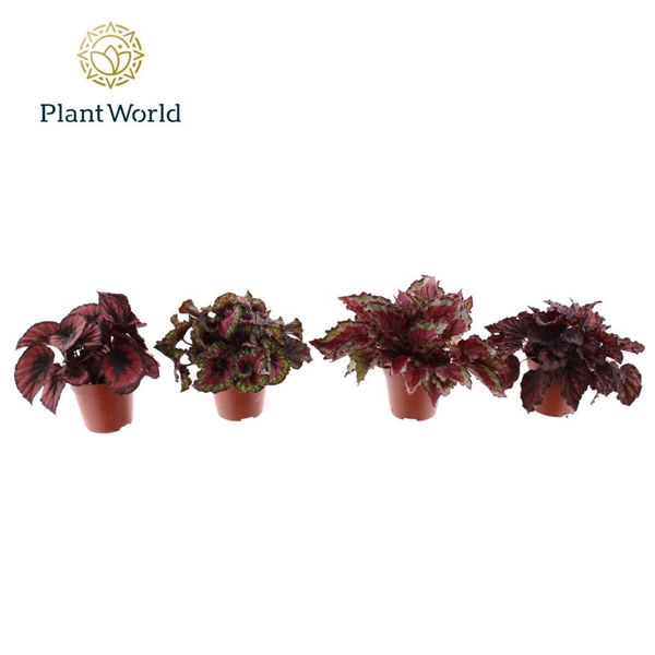<h4>Begonia Love mix 3 - 4 soorten</h4>