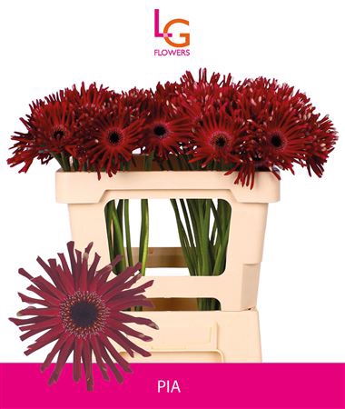 <h4>Gerbera Queeni Pia</h4>