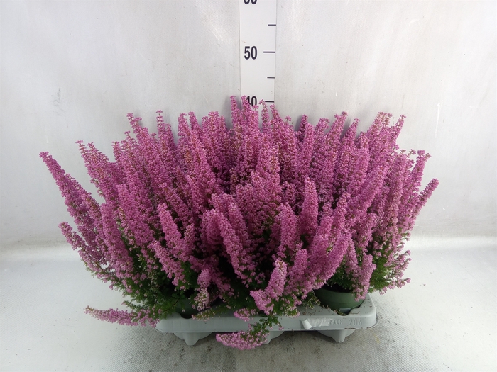 <h4>Erica gracilis 'Bea Queen Sofie'</h4>